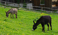 Esel - Ferienhof am Nationalpark