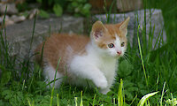 Katze auf dem Ferienhof Schmauss in Bayern