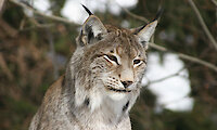 Luchs im Nationalpark Bayerischer Wald