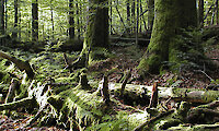 Nationalpark Bayerischer Wald