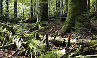 Nationalpark Bayerischer Wald