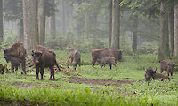 Wisent im Nationalpark Bayerischer Wald