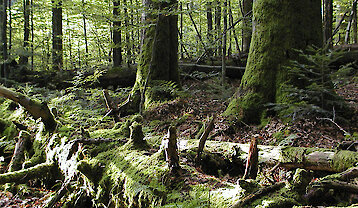 Urlaub am Nationalpark Bayerischer Wald